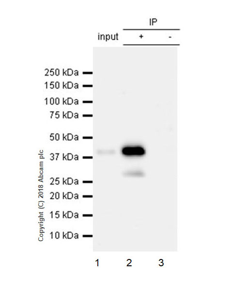 Immunoprecipitation - Anti-Connexin 43 / GJA1 antibody [EPR21153] - Intercellular Junction Marker (AB217676), expandable thumbnail