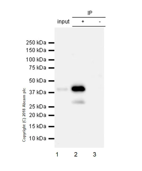 Immunoprecipitation - Anti-Connexin 43 / GJA1 antibody [EPR21153] - Intercellular Junction Marker (AB217676)