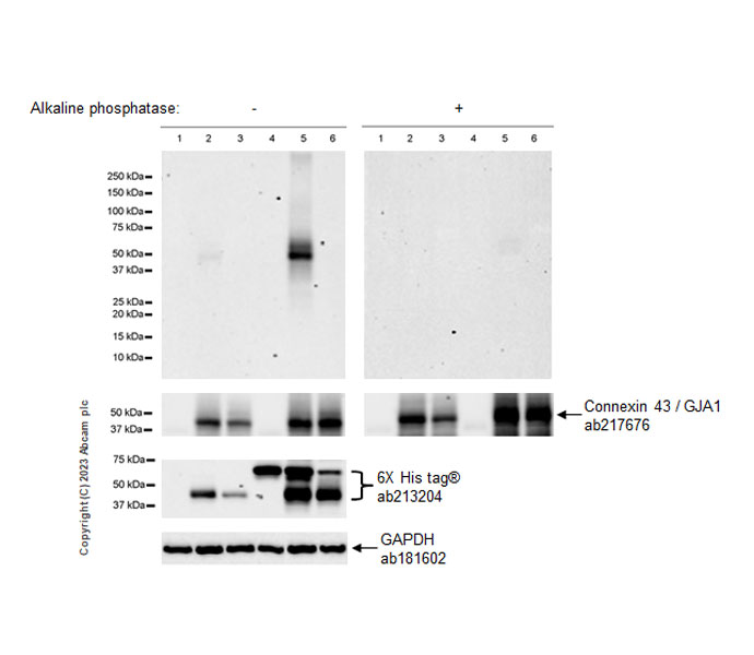 Western blot - Anti-Connexin 43 / GJA1 antibody [EPR21153] - Intercellular Junction Marker (ab217676), expandable thumbnail