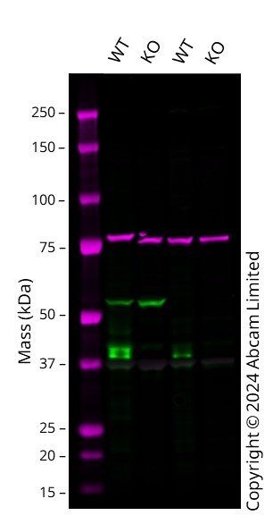 Western blot - Anti-Connexin 43 / GJA1 antibody [EPR21153] - Intercellular Junction Marker (ab217676), expandable thumbnail