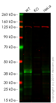 Western blot - Anti-Connexin 43 / GJA1 antibody [EPR21153] - Intercellular Junction Marker (AB217676), expandable thumbnail