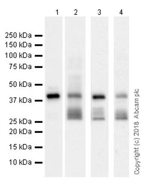 Western blot - Anti-Connexin 43 / GJA1 antibody [EPR21153] - Intercellular Junction Marker (AB217676), expandable thumbnail