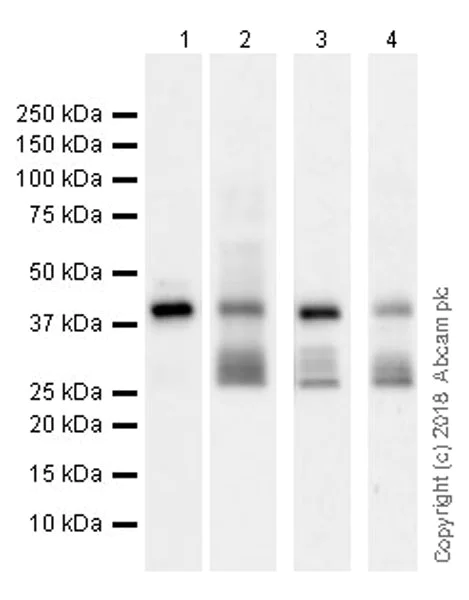 Western blot - Anti-Connexin 43 / GJA1 antibody [EPR21153] - Intercellular Junction Marker (AB217676)