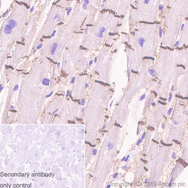 Immunohistochemistry (Formalin/PFA-fixed paraffin-embedded sections) - Anti-Connexin 43 / GJA1 antibody [EPR22955-101] - BSA and Azide free (ab259276), expandable thumbnail
