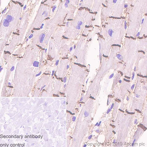 Immunohistochemistry (Formalin/PFA-fixed paraffin-embedded sections) - Anti-Connexin 43 / GJA1 antibody [EPR22955-101] - BSA and Azide free (AB259276)