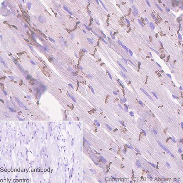 Immunohistochemistry (Formalin/PFA-fixed paraffin-embedded sections) - Anti-Connexin 43 / GJA1 antibody [EPR22955-101] - BSA and Azide free (AB259276), expandable thumbnail