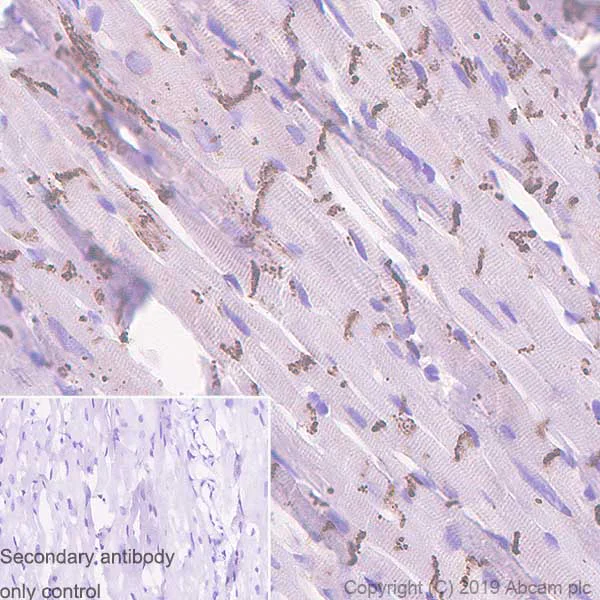 Immunohistochemistry (Formalin/PFA-fixed paraffin-embedded sections) - Anti-Connexin 43 / GJA1 antibody [EPR22955-101] - BSA and Azide free (AB259276)
