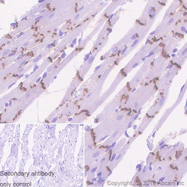 Immunohistochemistry (Formalin/PFA-fixed paraffin-embedded sections) - Anti-Connexin 43 / GJA1 antibody [EPR22955-101] - BSA and Azide free (AB259276), expandable thumbnail