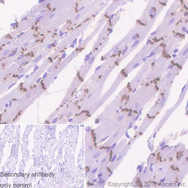 Immunohistochemistry (Formalin/PFA-fixed paraffin-embedded sections) - Anti-Connexin 43 / GJA1 antibody [EPR22955-101] - BSA and Azide free (AB259276)