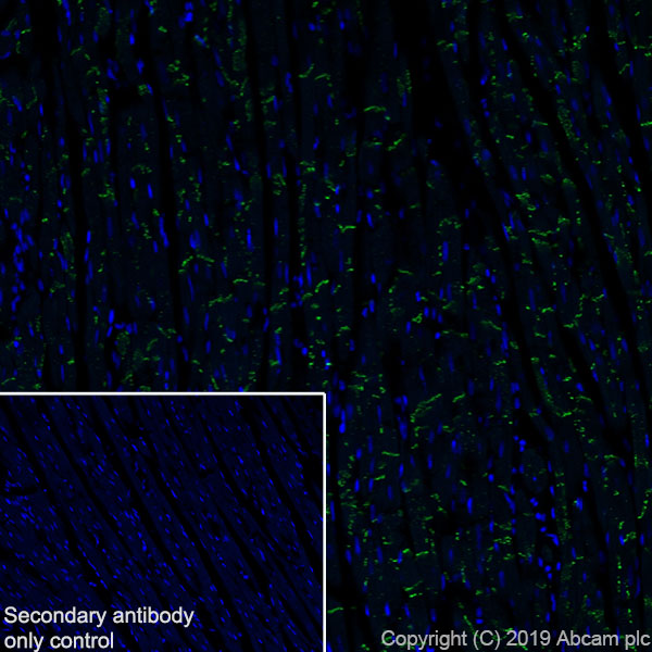 Immunohistochemistry (Frozen sections) - Anti-Connexin 43 / GJA1 antibody [EPR22955-101] - BSA and Azide free (ab259276), expandable thumbnail