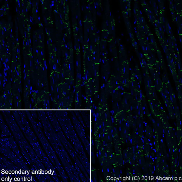 Immunohistochemistry (Frozen sections) - Anti-Connexin 43 / GJA1 antibody [EPR22955-101] - BSA and Azide free (AB259276)