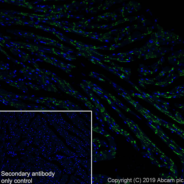 Immunohistochemistry (Frozen sections) - Anti-Connexin 43 / GJA1 antibody [EPR22955-101] - BSA and Azide free (ab259276), expandable thumbnail