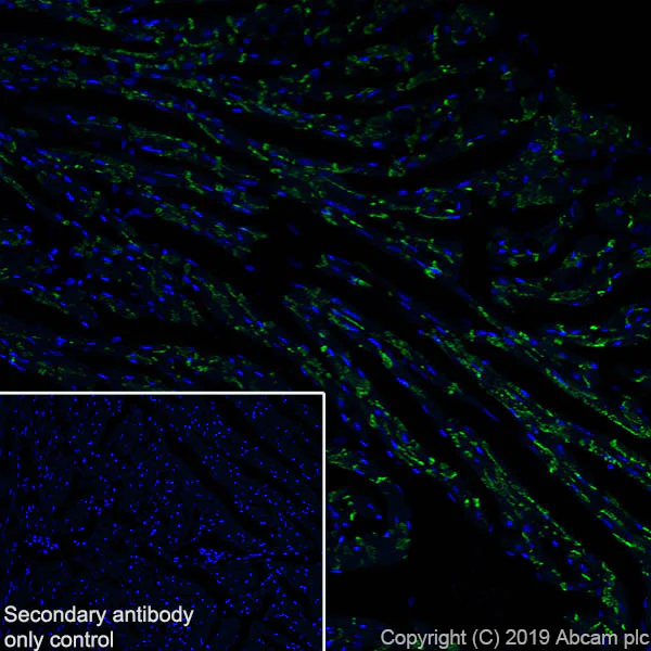 Immunohistochemistry (Frozen sections) - Anti-Connexin 43 / GJA1 antibody [EPR22955-101] - BSA and Azide free (AB259276)