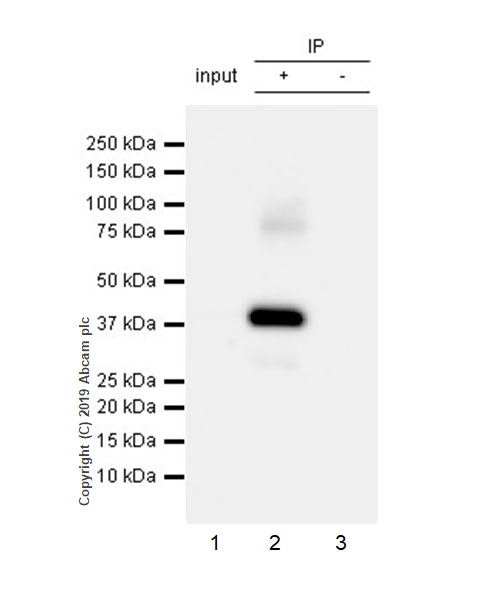 Immunoprecipitation - Anti-Connexin 43 / GJA1 antibody [EPR22955-101] - BSA and Azide free (AB259276), expandable thumbnail