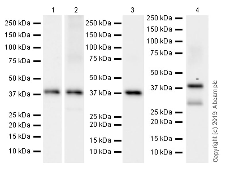 Western blot - Anti-Connexin 43 / GJA1 antibody [EPR22955-101] - Intercellular Junction Marker (AB235585), expandable thumbnail
