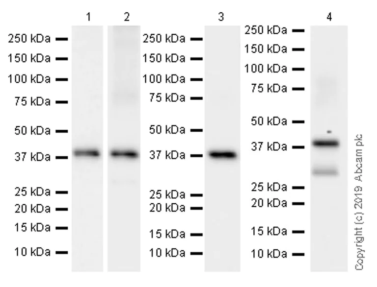 Western blot - Anti-Connexin 43 / GJA1 antibody [EPR22955-101] - Intercellular Junction Marker (AB235585)