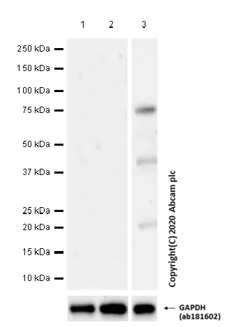 Western blot - Anti-Connexin 43 / GJA1 antibody [EPR22955-101] - Intercellular Junction Marker (AB235585)