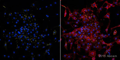 Immunocytochemistry - Anti-Connexin 43 / GJA1 antibody - Intercellular Junction Marker (AB11370)