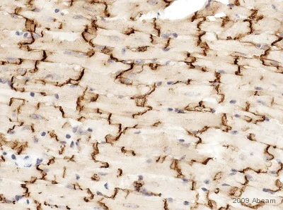 Immunohistochemistry (Formalin/PFA-fixed paraffin-embedded sections) - Anti-Connexin 43 / GJA1 antibody - Intercellular Junction Marker (AB11370)