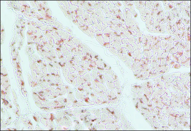 Immunohistochemistry (Formalin/PFA-fixed paraffin-embedded sections) - Anti-Connexin 43 / GJA1 antibody - Intercellular Junction Marker (AB11370)