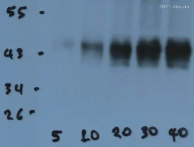 Western blot - Anti-Connexin 43 / GJA1 antibody - Intercellular Junction Marker (AB11370)