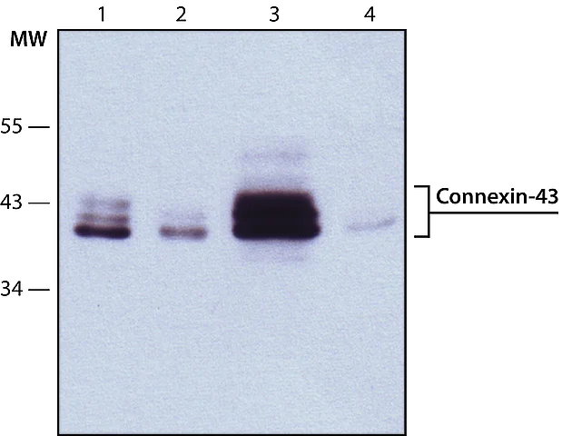 Anti-connexin 43/GJA1 antibody - intercellular junction marker
