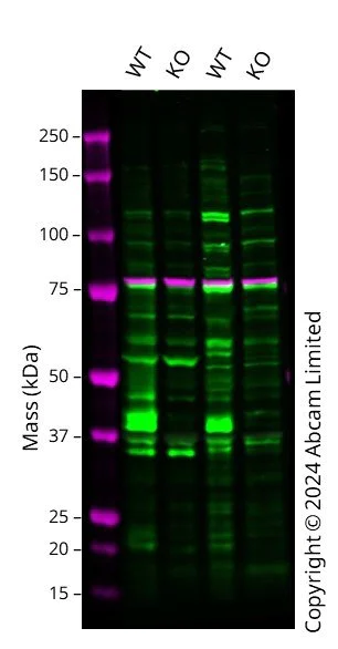 Anti-connexin 43/GJA1 antibody - intercellular junction