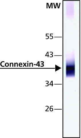 Anti-connexin 43/GJA1 antibody - intercellular junction