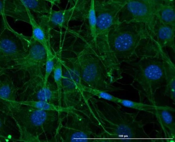Immunocytochemistry/ Immunofluorescence - Anti-Connexin 43 / GJA1 antibody - Intercellular Junction Marker (AB235282)
