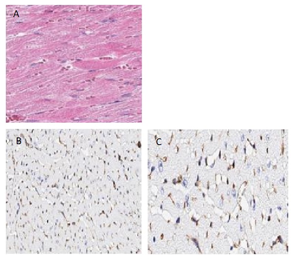 Immunohistochemistry (Formalin/PFA-fixed paraffin-embedded sections) - Anti-Connexin 43 / GJA1 antibody - Intercellular Junction Marker (AB235282)