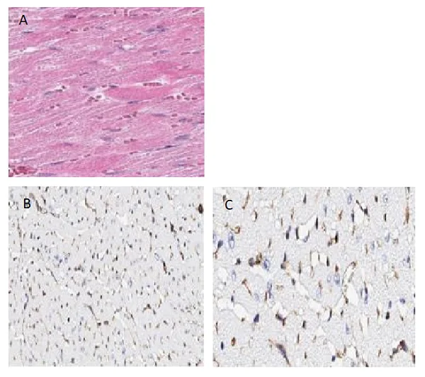 Immunohistochemistry (Formalin/PFA-fixed paraffin-embedded sections) - Anti-Connexin 43 / GJA1 antibody - Intercellular Junction Marker (AB235282)