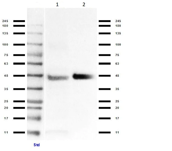 Western blot - Anti-Connexin 43 / GJA1 antibody - Intercellular Junction Marker (AB235282)