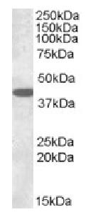 Western blot - Anti-Connexin 43 / GJA1 antibody - Intercellular Junction Marker (AB87645), expandable thumbnail