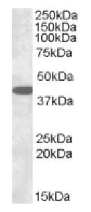 Western blot - Anti-Connexin 43 / GJA1 antibody - Intercellular Junction Marker (AB87645)
