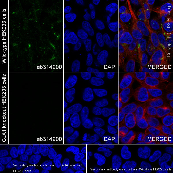 Immunocytochemistry/ Immunofluorescence - Anti-Connexin 43 / GJA1 antibody [RM1071] - BSA and Azide free (AB314909), expandable thumbnail