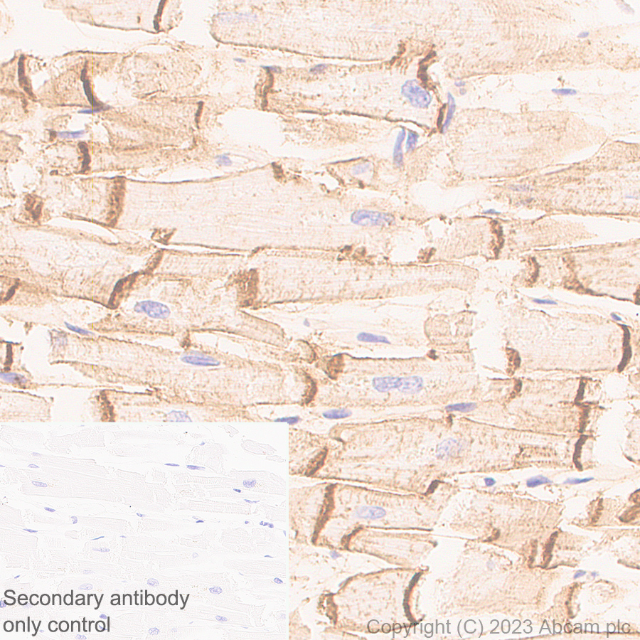 Immunohistochemistry (Formalin/PFA-fixed paraffin-embedded sections) - Anti-Connexin 43 / GJA1 antibody [RM1071] - BSA and Azide free (ab314909), expandable thumbnail
