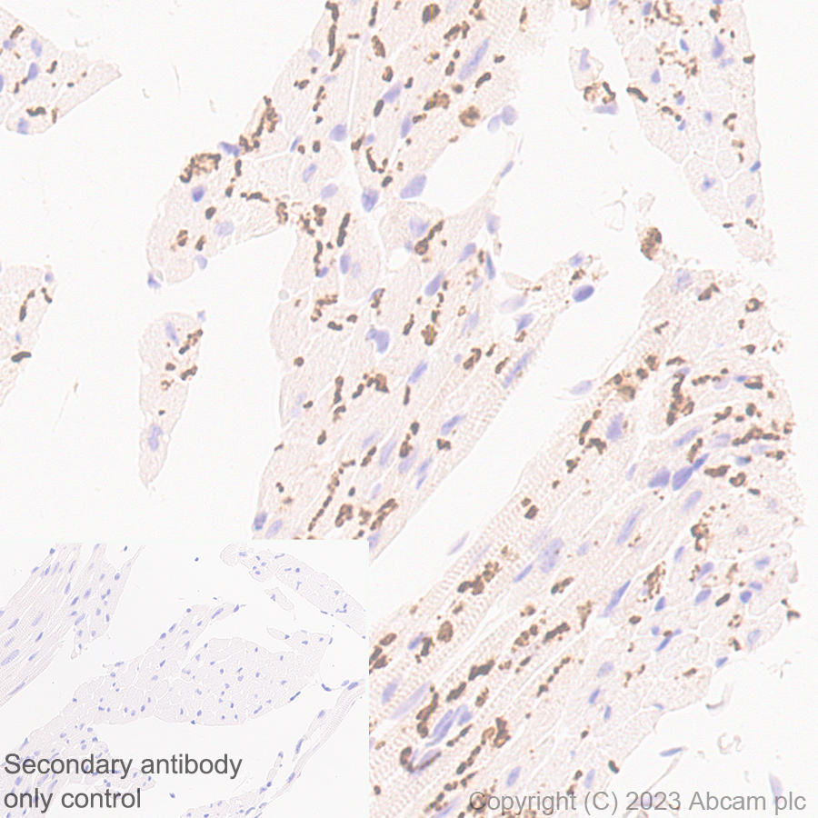 Immunohistochemistry (Formalin/PFA-fixed paraffin-embedded sections) - Anti-Connexin 43 / GJA1 antibody [RM1071] - BSA and Azide free (ab314909), expandable thumbnail