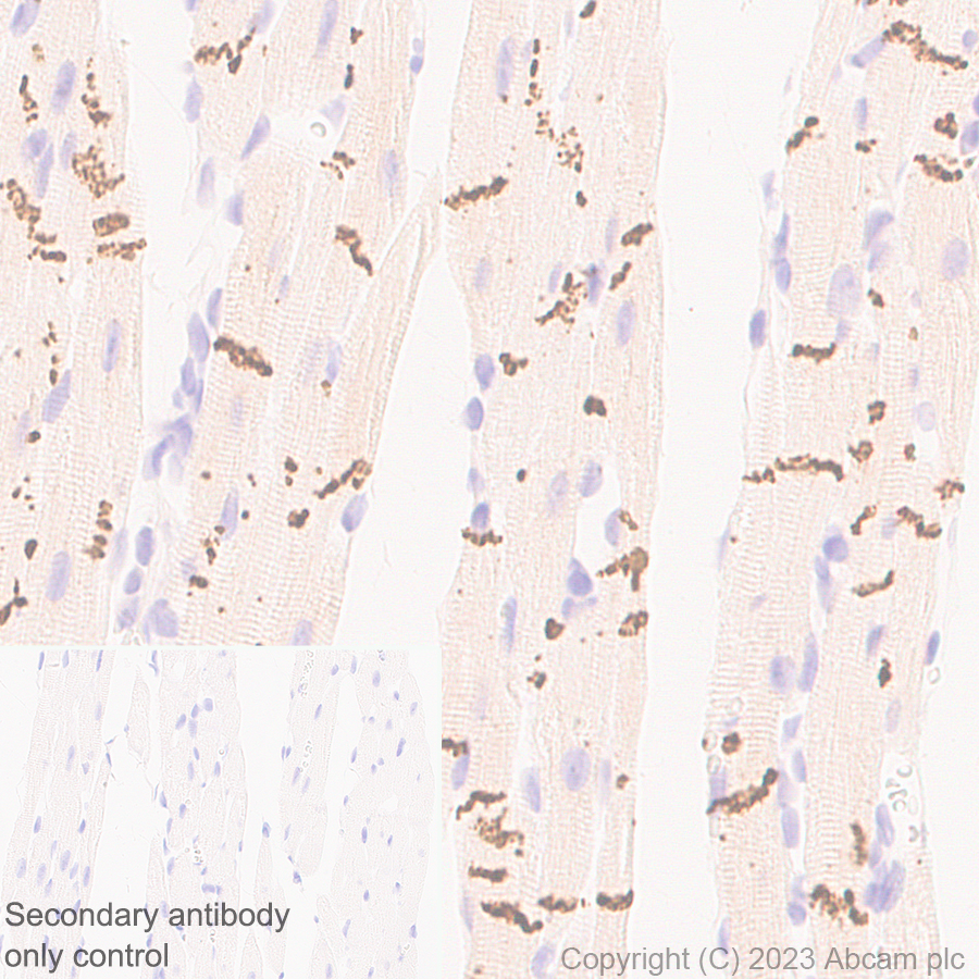 Immunohistochemistry (Formalin/PFA-fixed paraffin-embedded sections) - Anti-Connexin 43 / GJA1 antibody [RM1071] - BSA and Azide free (ab314909), expandable thumbnail