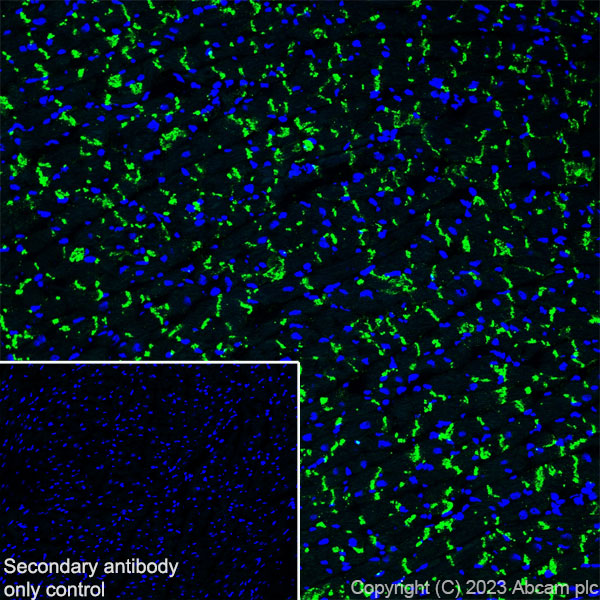 Immunohistochemistry (Frozen sections) - Anti-Connexin 43 / GJA1 antibody [RM1071] - BSA and Azide free (AB314909), expandable thumbnail