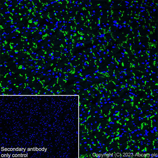 Immunohistochemistry (Frozen sections) - Anti-Connexin 43 / GJA1 antibody [RM1071] - BSA and Azide free (AB314909)