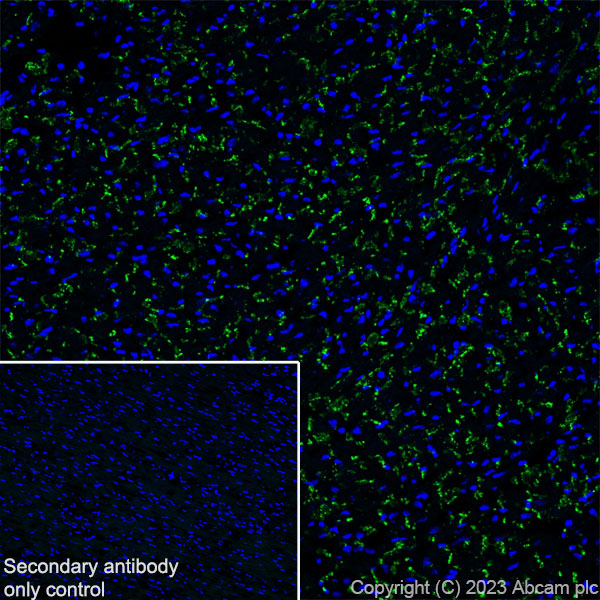 Immunohistochemistry (Frozen sections) - Anti-Connexin 43 / GJA1 antibody [RM1071] - BSA and Azide free (AB314909), expandable thumbnail