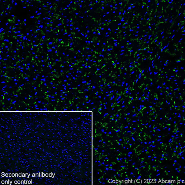 Immunohistochemistry (Frozen sections) - Anti-Connexin 43 / GJA1 antibody [RM1071] - BSA and Azide free (AB314909)