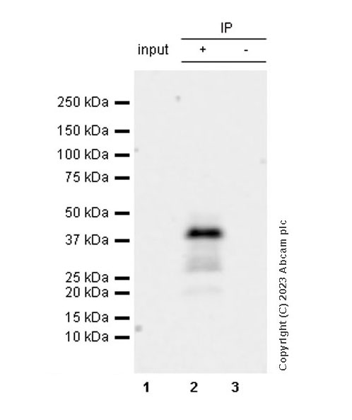 Immunoprecipitation - Anti-Connexin 43 / GJA1 antibody [RM1071] - BSA and Azide free (ab314909), expandable thumbnail
