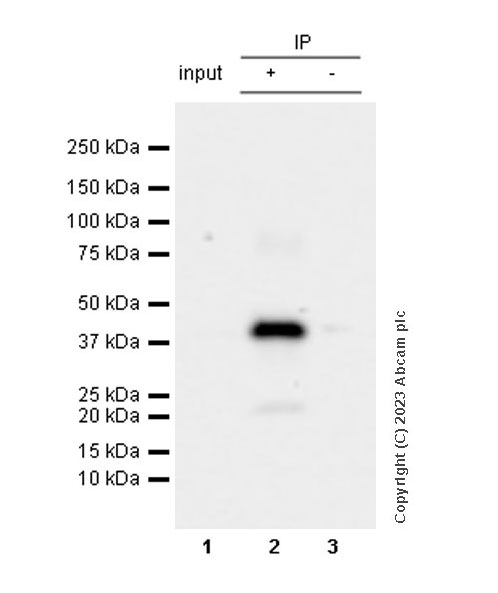 Immunoprecipitation - Anti-Connexin 43 / GJA1 antibody [RM1071] - BSA and Azide free (ab314909), expandable thumbnail