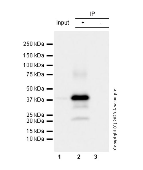 Immunoprecipitation - Anti-Connexin 43 / GJA1 antibody [RM1071] - BSA and Azide free (ab314909), expandable thumbnail