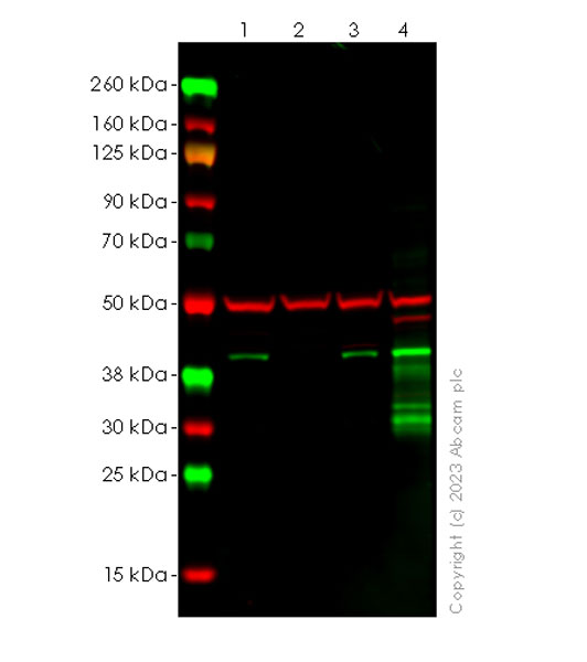 Western blot - Anti-Connexin 43 / GJA1 antibody [RM1071] - BSA and Azide free (ab314909), expandable thumbnail