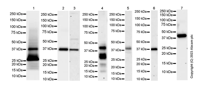 Western blot - Anti-Connexin 43 / GJA1 antibody [RM1071] - BSA and Azide free (AB314909)