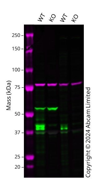 Western blot - Anti-Connexin 43 / GJA1 antibody [RM1071] - BSA and Azide free (AB314909), expandable thumbnail
