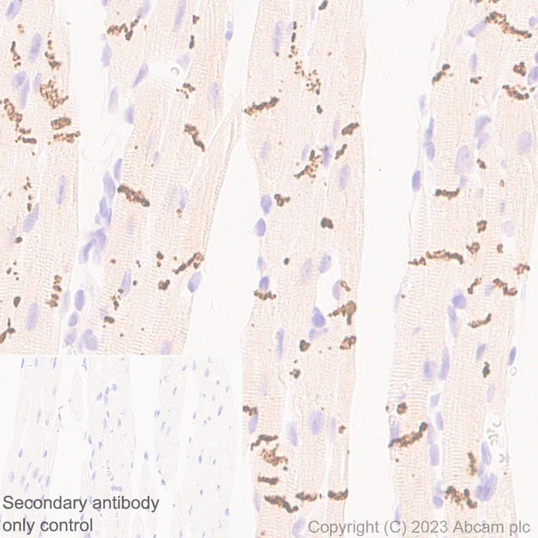 Immunohistochemistry (Formalin/PFA-fixed paraffin-embedded sections) - Anti-Connexin 43 / GJA1 antibody [RM1071] - Intercellular Junction Marker (AB314908)