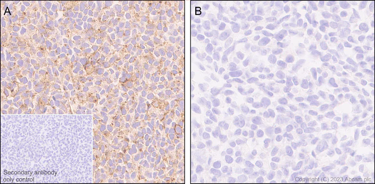 Immunohistochemistry (Formalin/PFA-fixed paraffin-embedded sections) - Anti-Connexin 43 / GJA1 antibody [RM1071] - Intercellular Junction Marker (AB314908)